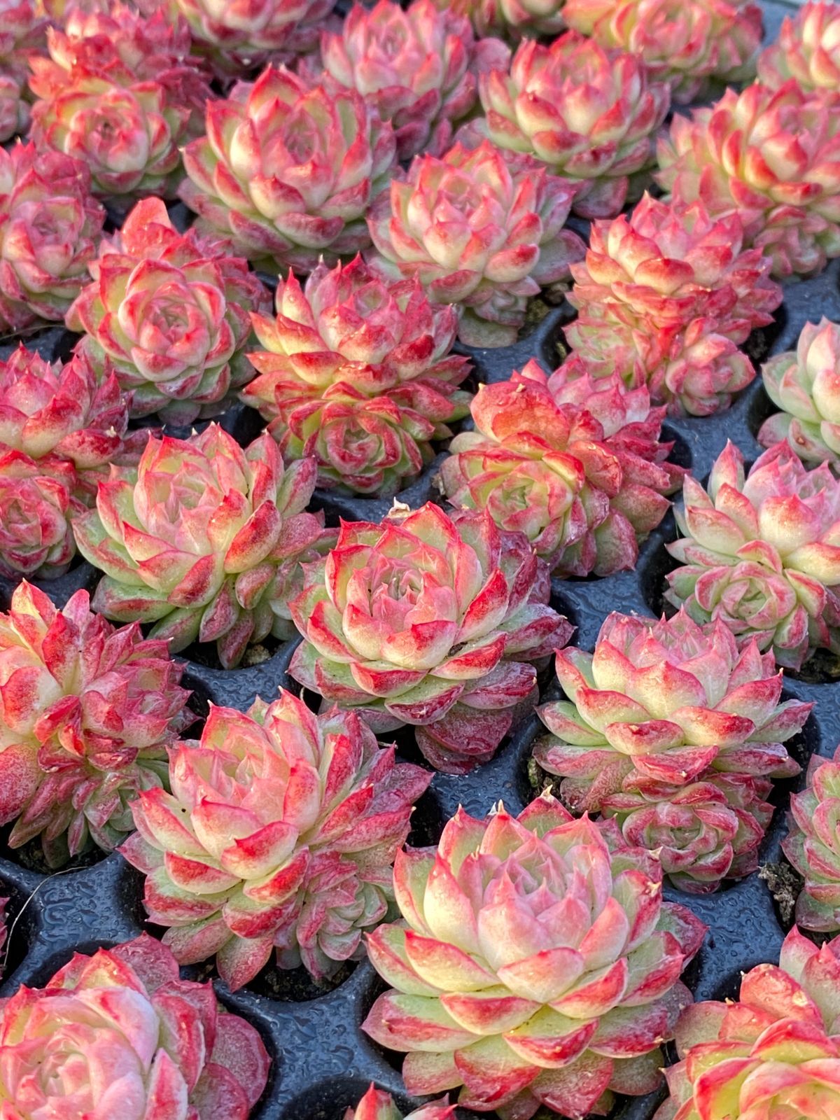 ⑮セル苗105個セット✨多肉植物 エケベリア 詰め合わせ 寄せ植え