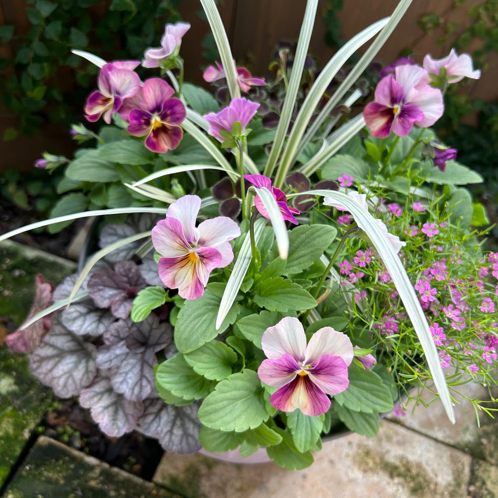 可愛いビオラ♡フラミンゴももか♡♡３号♡5個セット♡ポットごとメルカリ便 園芸ネット本店｜ビオラ：ももか ふらのももか3-3.5号ポット の通販