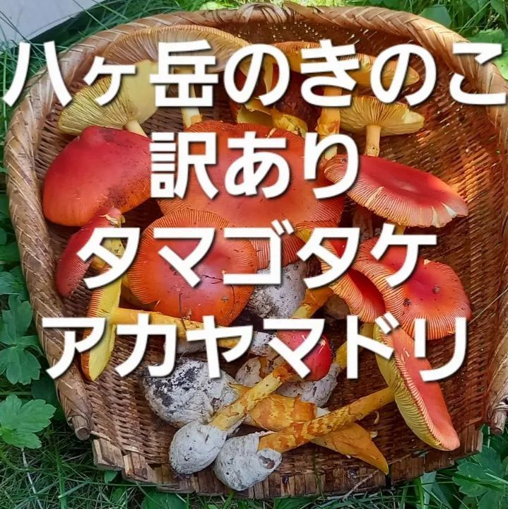 天然きのこ 22 訳ありタマゴタケ、アカヤマドリ - メルカリ