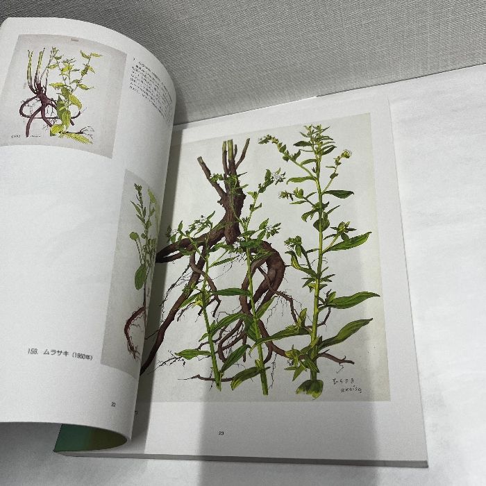 小磯良平 薬用植物図「べにばな」 小磯良平 薬用植物図「べにばな」