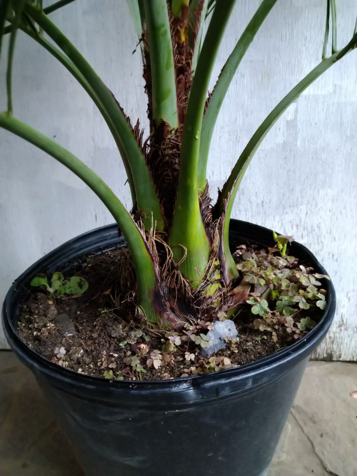 ココスヤシ 引取限定 ココスヤシ 引き取り限定 【公式通販】