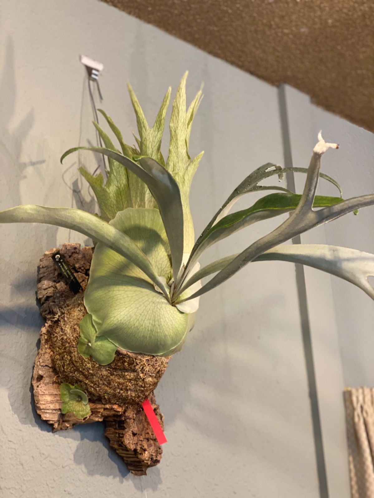 激安の ビカクシダ veitchii wild select #1 子株 ecousarecycling.com