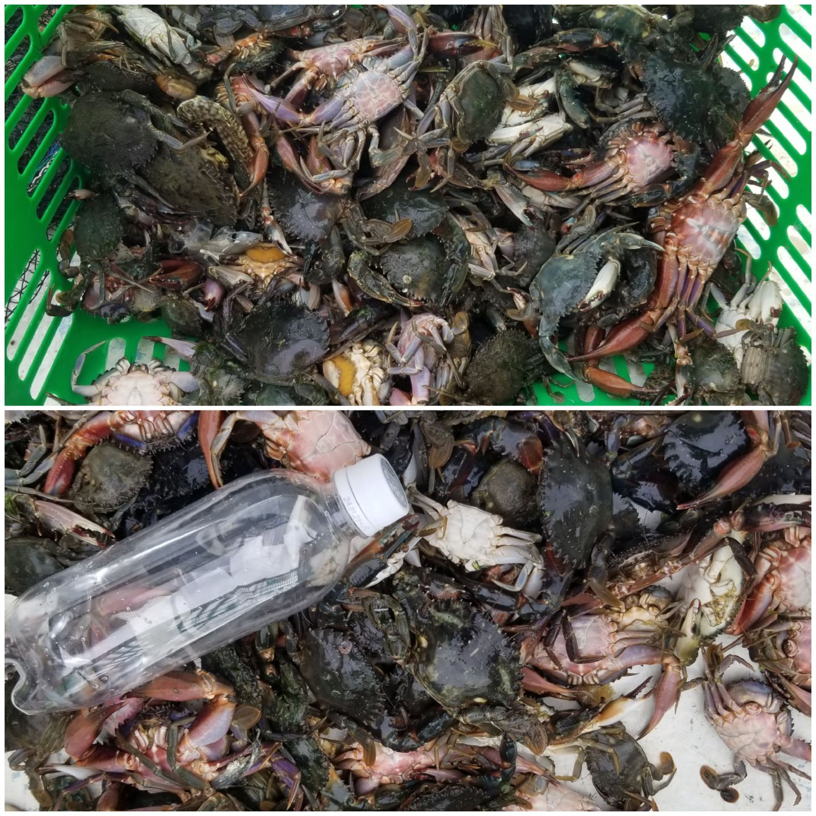 【送料無料】冷凍ヤドカリ60個(殻付き)　石鯛　黒鯛　釣り餌　カメノテ付き 冷凍ヤドカリ60個(殻付き) 石鯛 黒鯛 釣り餌 カメノテ付き
