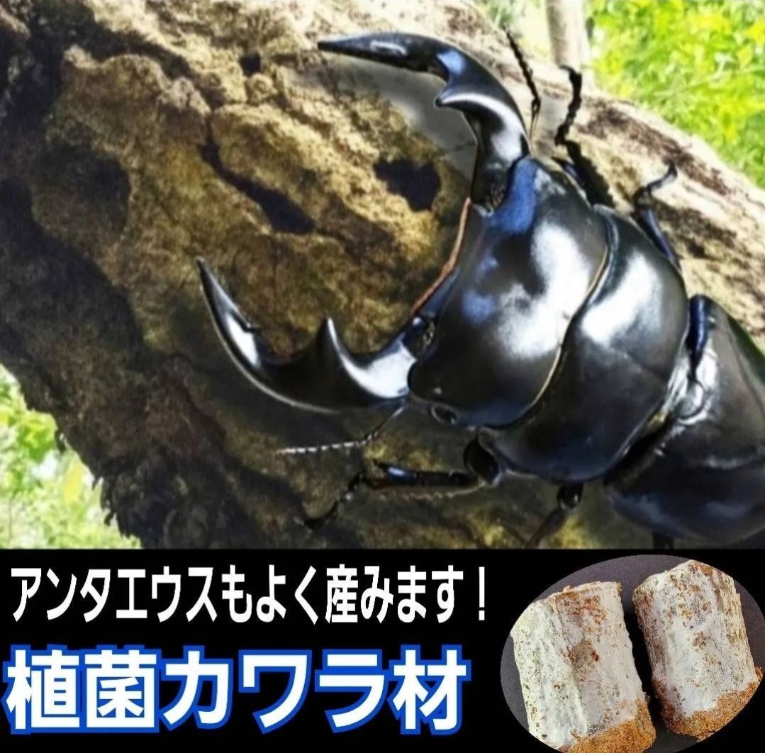 大きい！クヌギ材 ディスプレイに！ クワガタ、カブトムシ飼育に！35