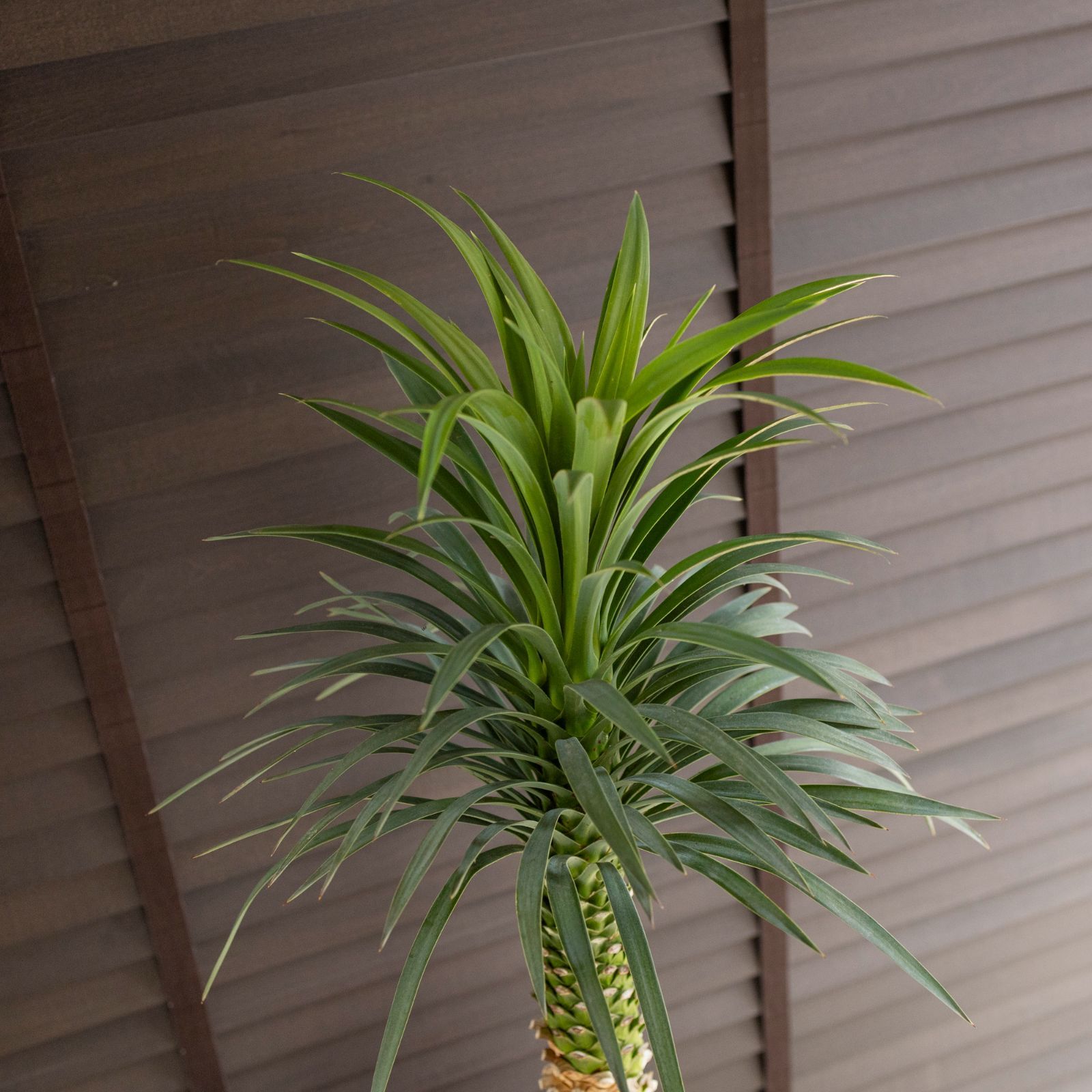 セモアブライダル La Venus ラビーナ ビスチェ D65 ラビーナビスチェ