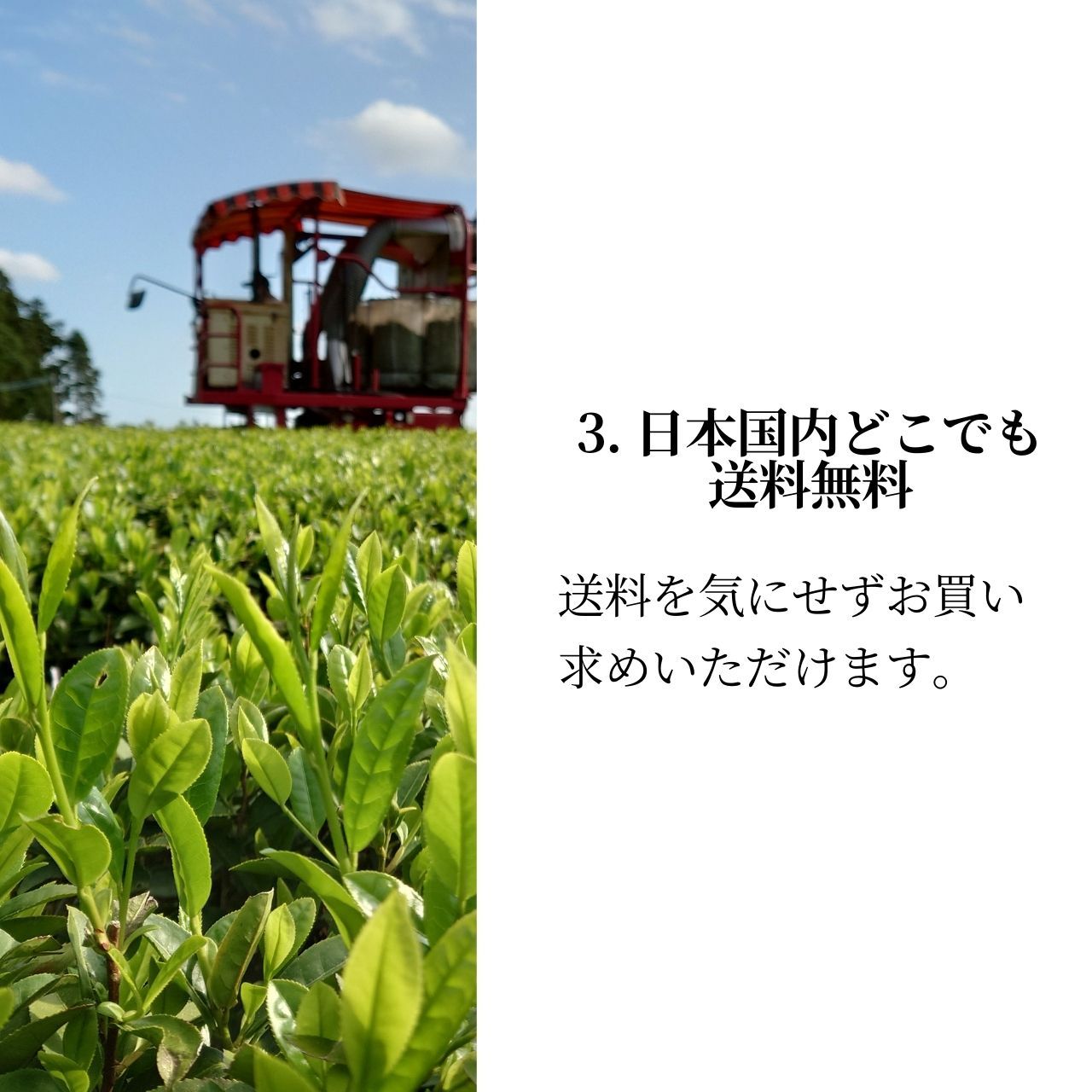 松下製茶 種子島の有機緑茶『やぶきた』 茶葉(リーフ) 100g