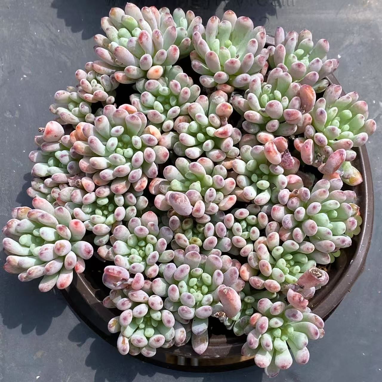 抜き苗 OPアイスジェイド MT628×40株 ふっくら 多肉植物