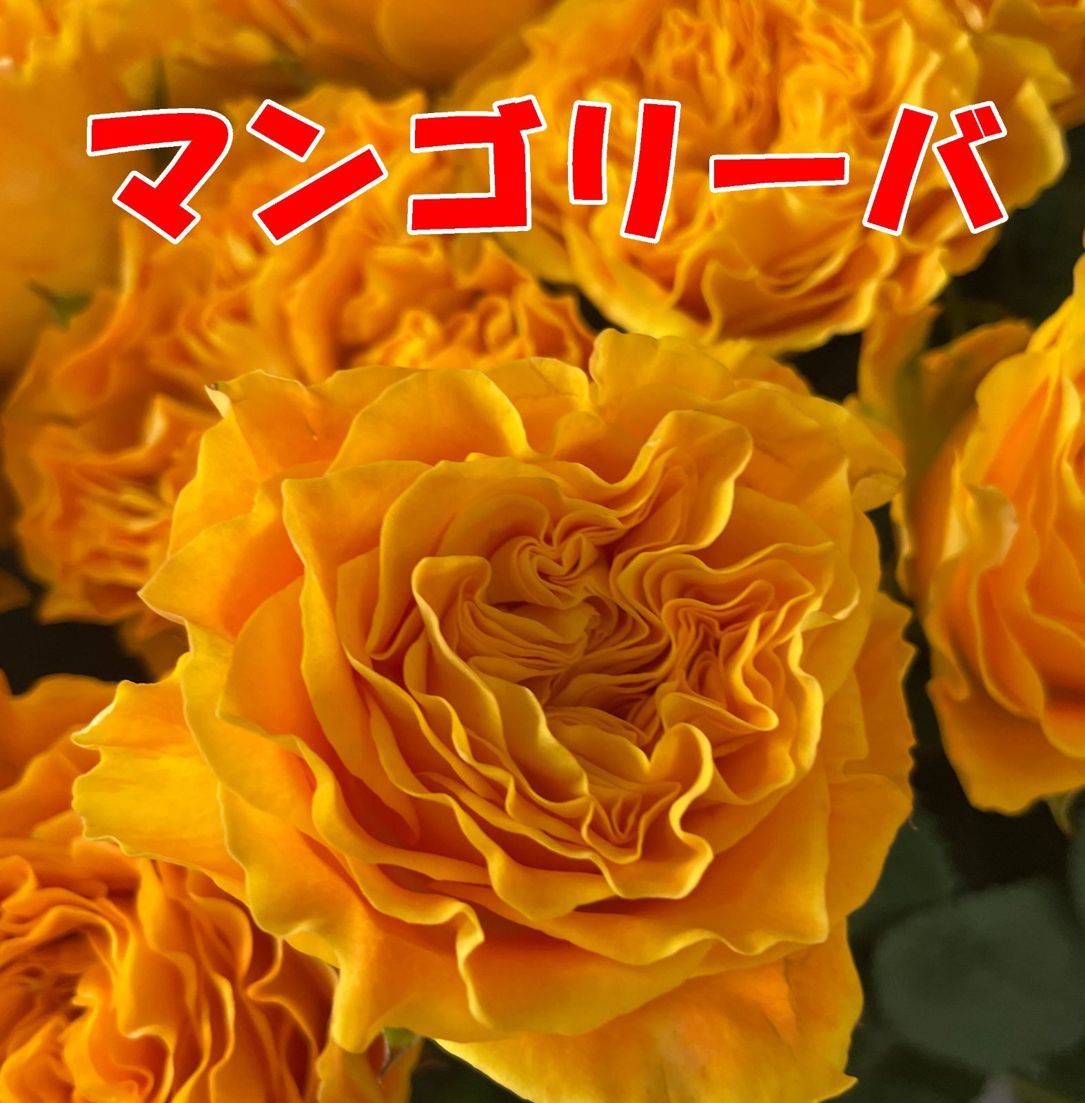 切り花品種 マンゴーリーバー☆オレンジイエローのビタミンカラーの波状弁☆挿し木苗 - メルカリ