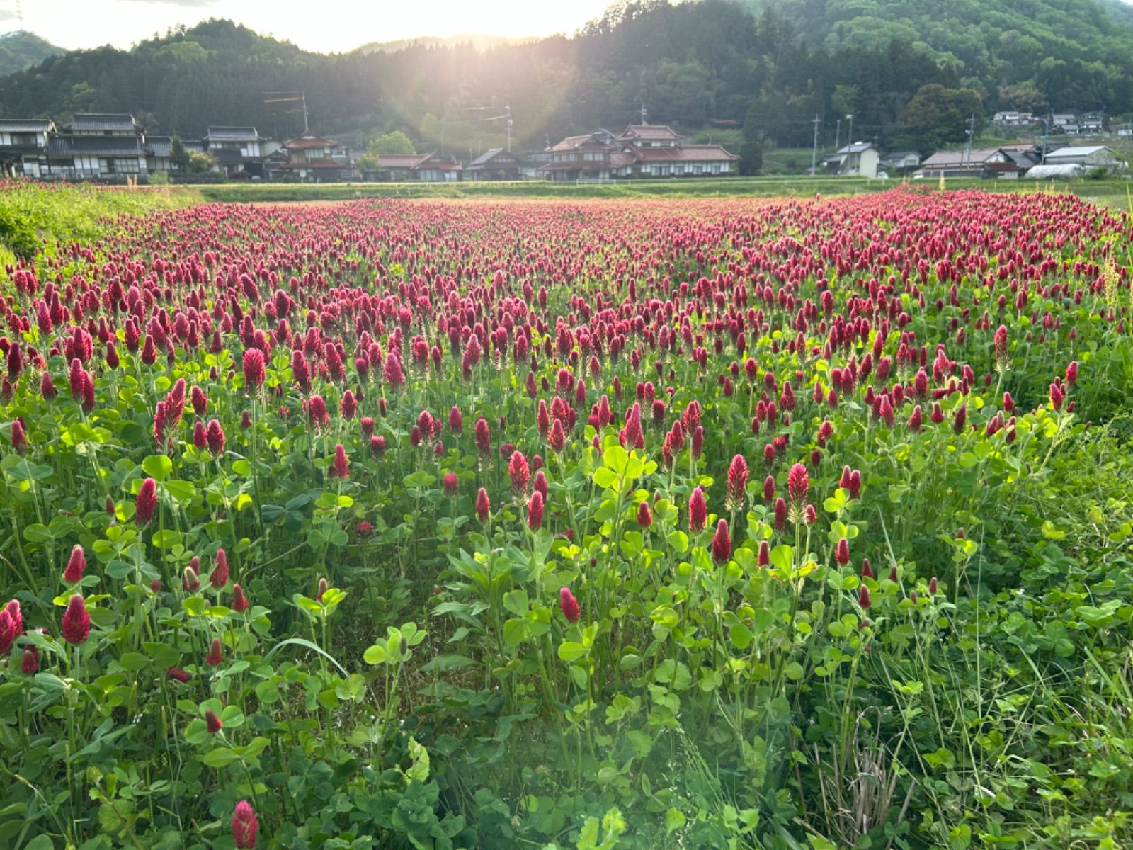 令和6年度産／クリムソンクローバー・有機栽培コシヒカリ／5kg／【希望  
