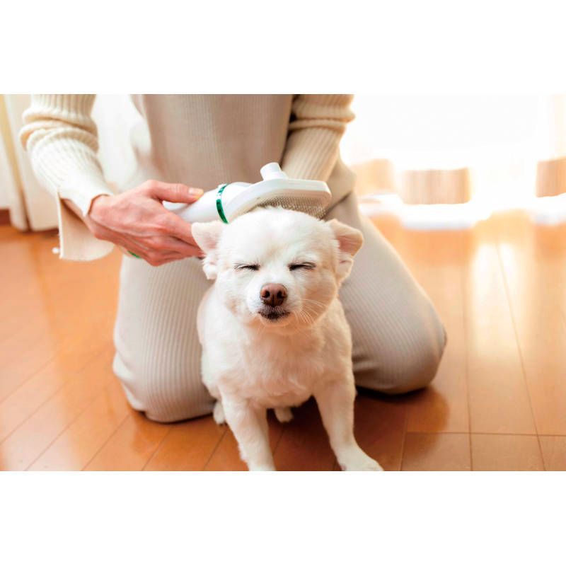 homerunpet ペット ブロワー ドライヤー PD10 ペット用品 中古