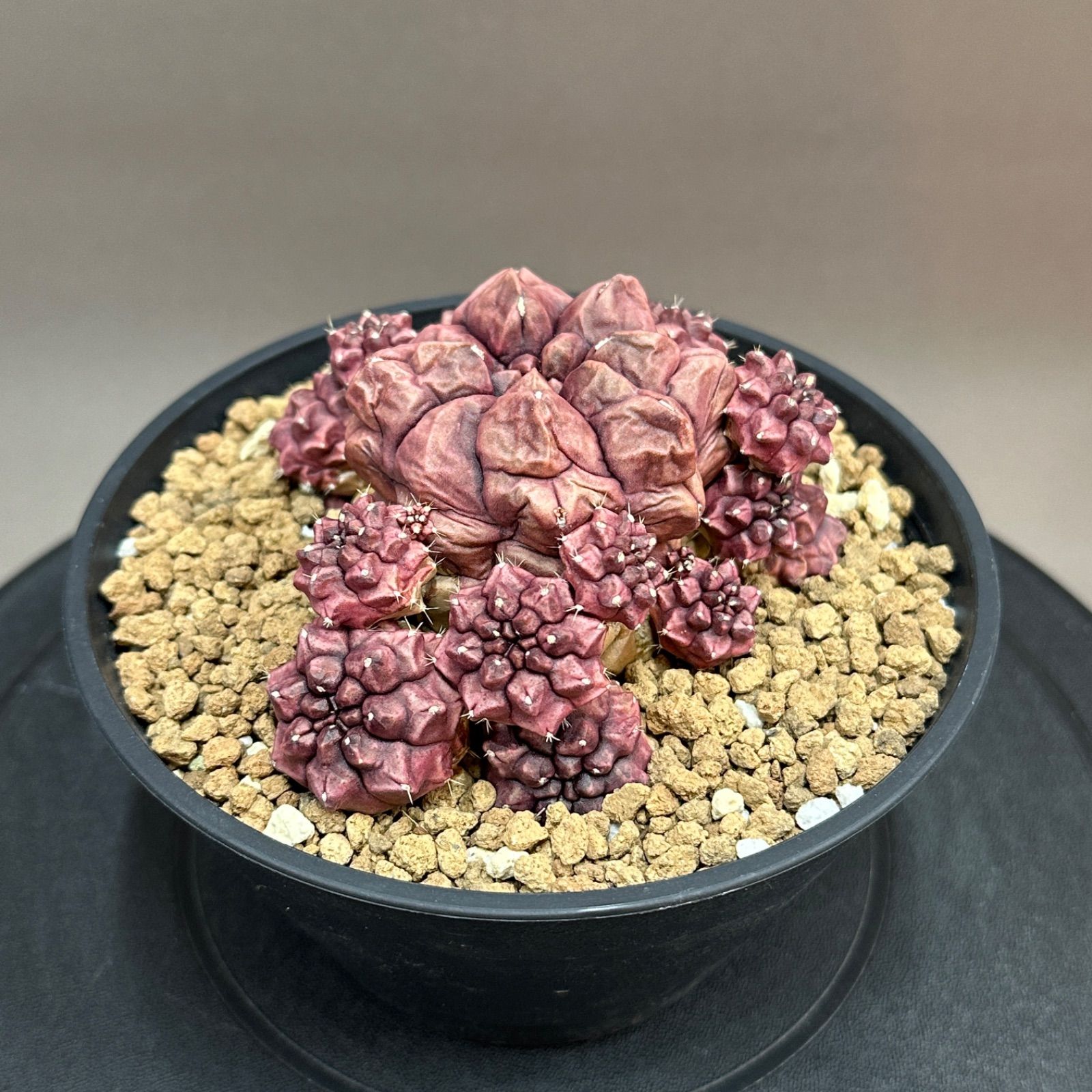Gymnocalycium Day Dream ギムノカリキウム デイドリーム サボテン no.687