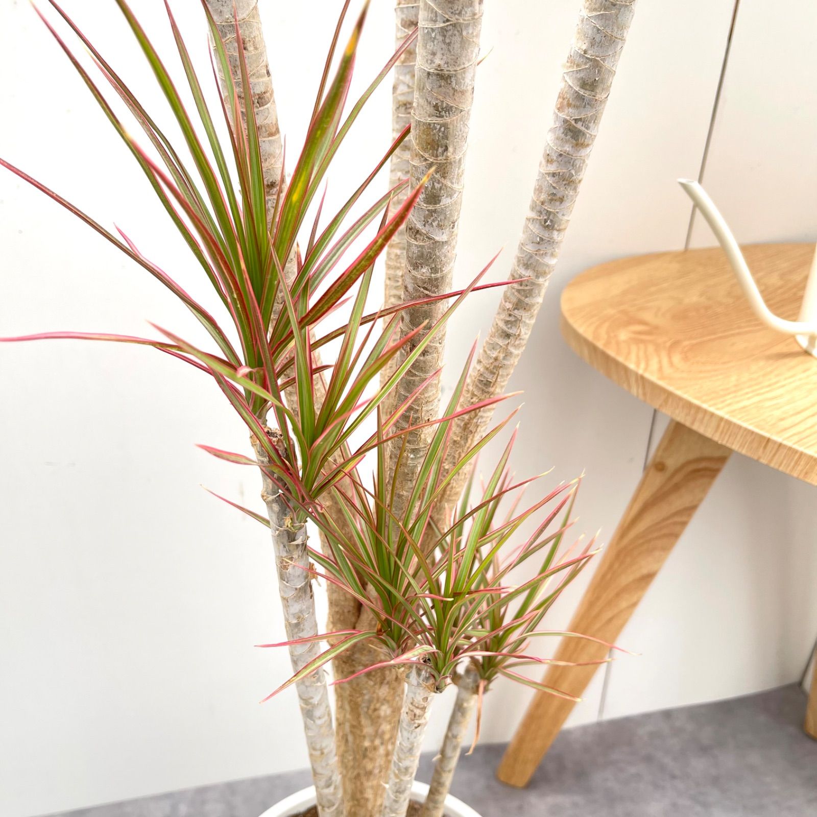 現品　ドラセナ　コンシンネ　レインボー　13番　観葉植物　特大　インテリア　室内 観葉植物 ドラセナ コンシンネ レインボー 10号 ストレート