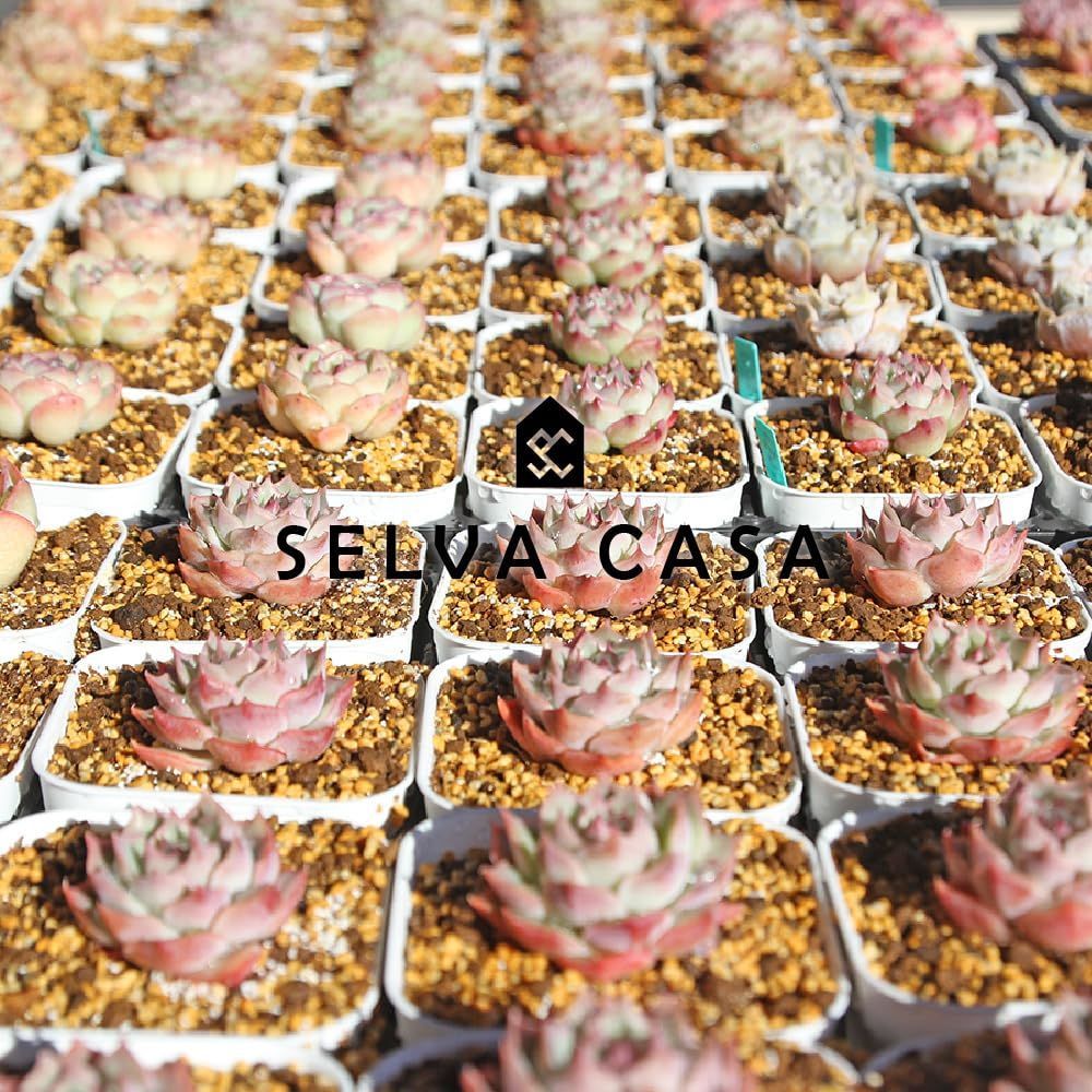 数量 SELVA