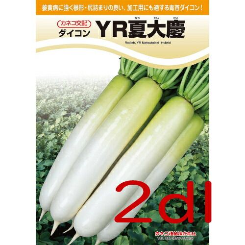 入荷次第出荷 カネコ種苗 ＹＲ夏大慶 大根 ２ｄｌ