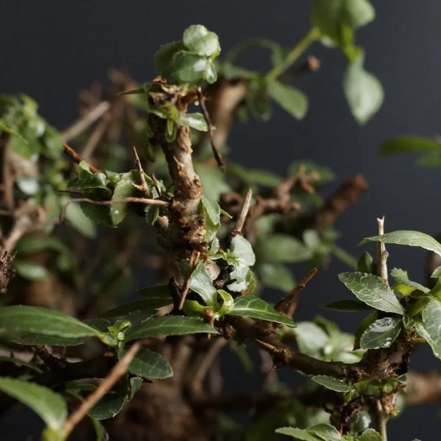 Commiphora incisa