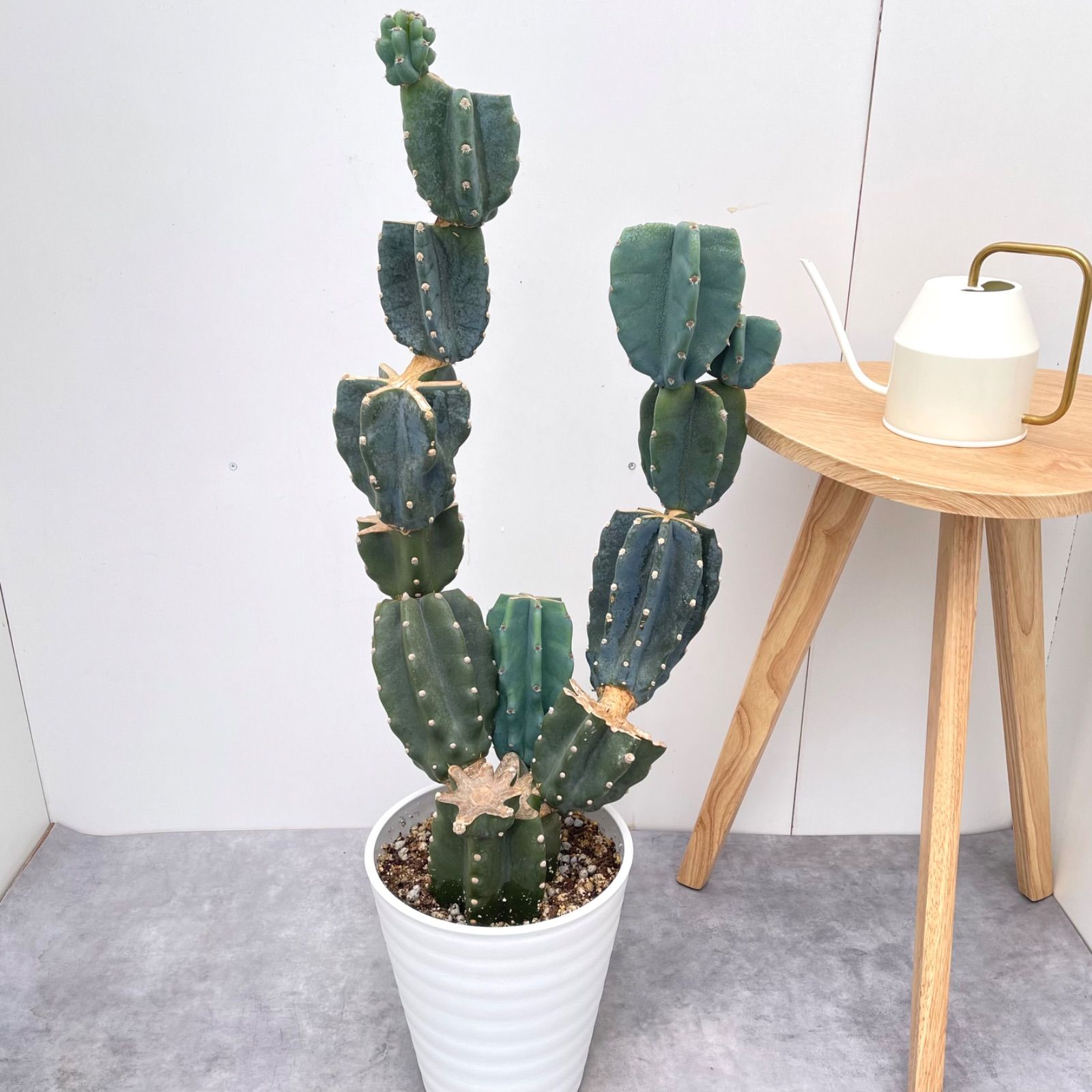 柱サボテン ブランチ 16 現品 観葉植物 室内 ドライガーデン 大型