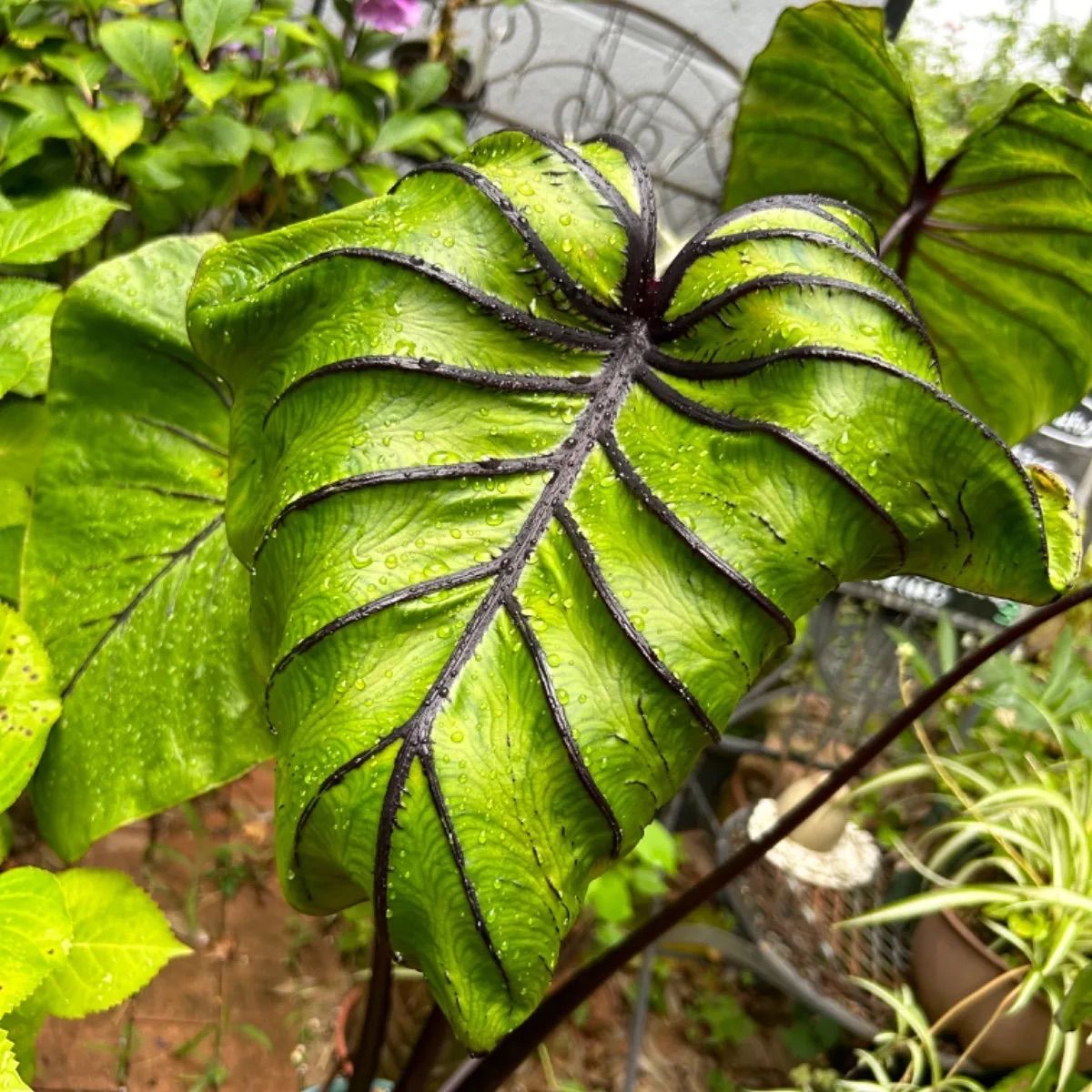 コロカシア ファラオズマスク【観葉植物 6号鉢】｜ 【植物の