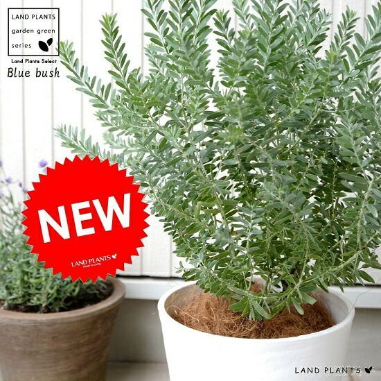 アカシアブルーブッシュ/ 492 楽天市場】アカシア ブルーブッシュ 苗木 6号ポット植え(z04