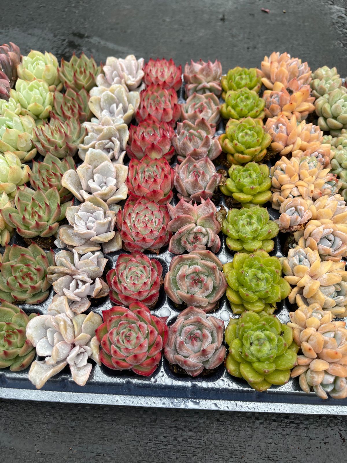 土付き 詰め合わせ