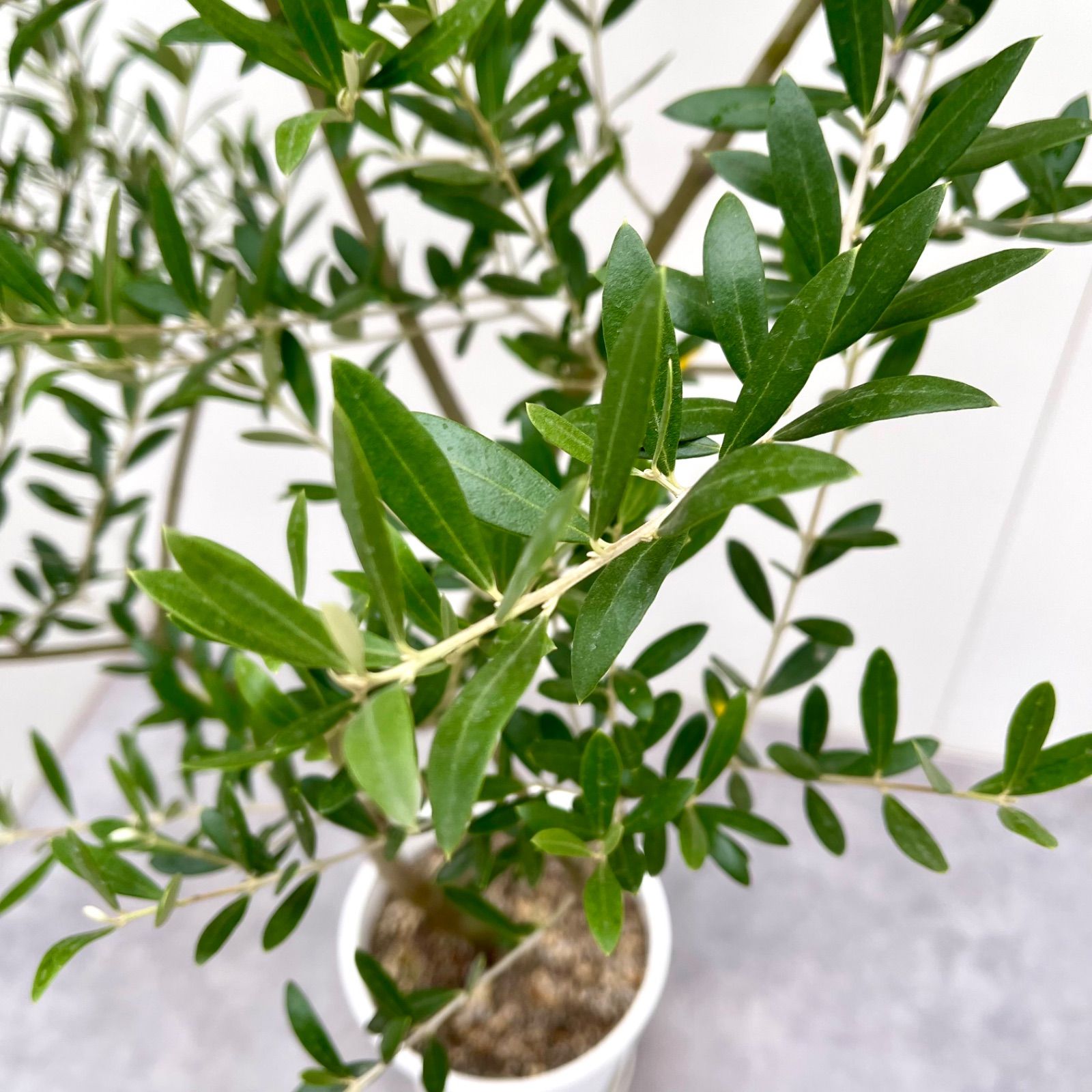 オリーブ ネバディロブランコ 20【現品】観葉植物 創樹 SOUJU 8
