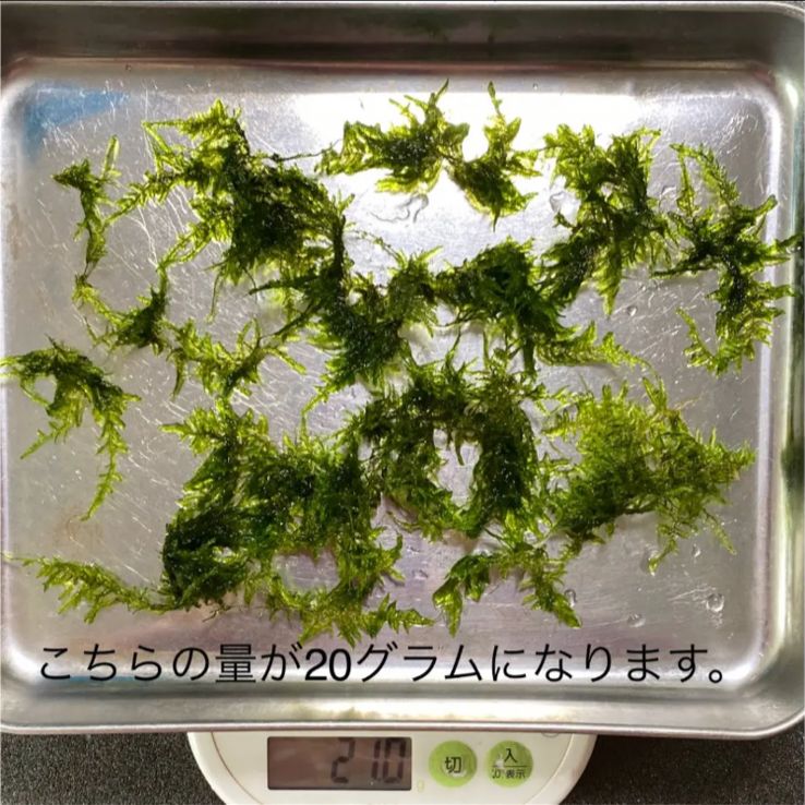 ウィローモス 約15g 完全無農薬 - 水草