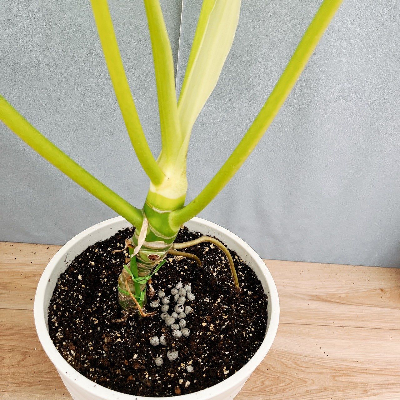 現品］【希少】☆人気☆ 93番 フィロデンドロン セローム ゴールド