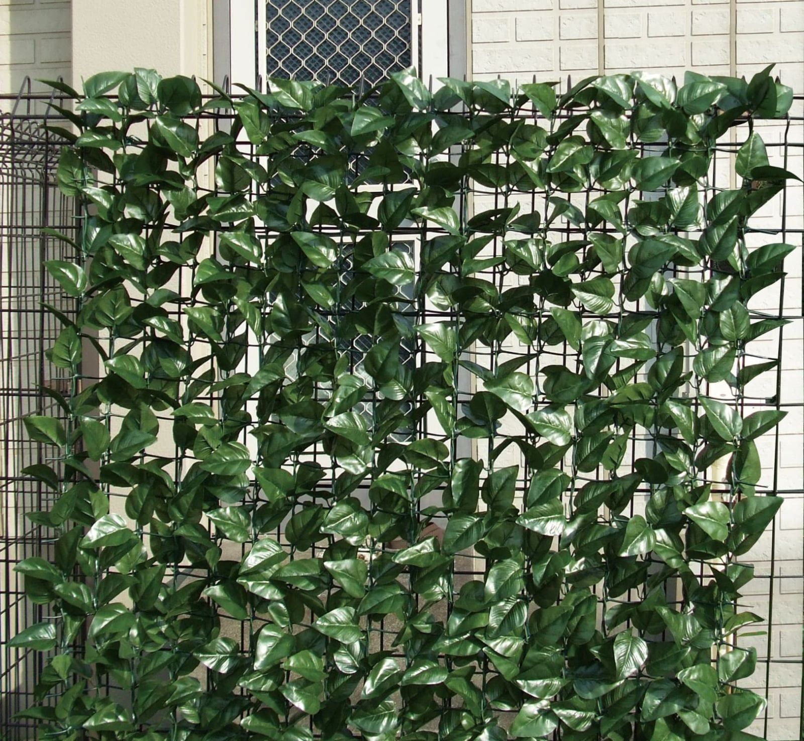 こーじ様専用）#5 モンステラ ミント 2号鉢サイズ TC純化済株 ネコポス