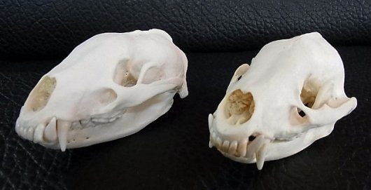 美！アジア アナグマ（Asian badger）の頭骨 - メルカリ
