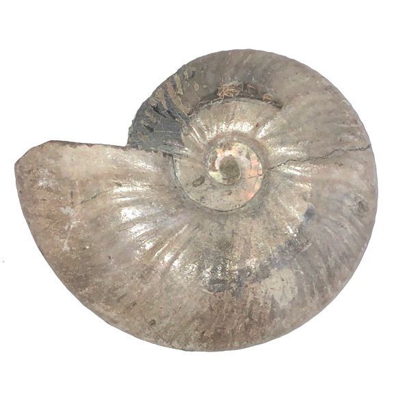 マダガスカル産 アンモナイト化石 イリデッセンスアンモナイト 大 幅