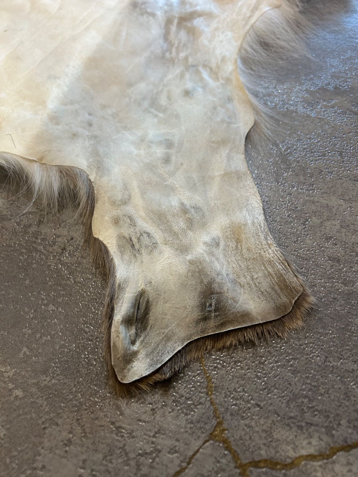 鹿皮 北海道 ラグ カーペットエゾシカ 蝦夷鹿 2025年最新】鹿 蝦夷鹿