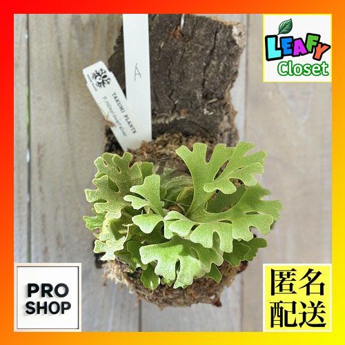 観葉植物 コウモリラン ビカクシダ リドレイ ドワーフ シルバー 個体A 現品 インテリアグリーン 壁掛け おしゃれ かわいい 506252