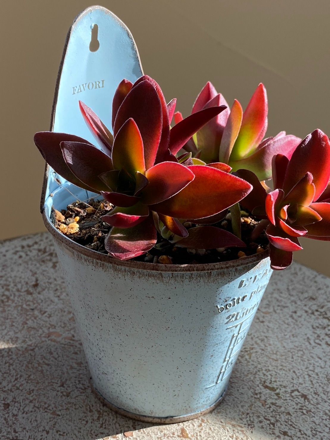 専用‼︎多肉植物^o^  カクレイ ☆新商品入荷☆インテリアグリーン 大人気 多肉植物 カクレイ