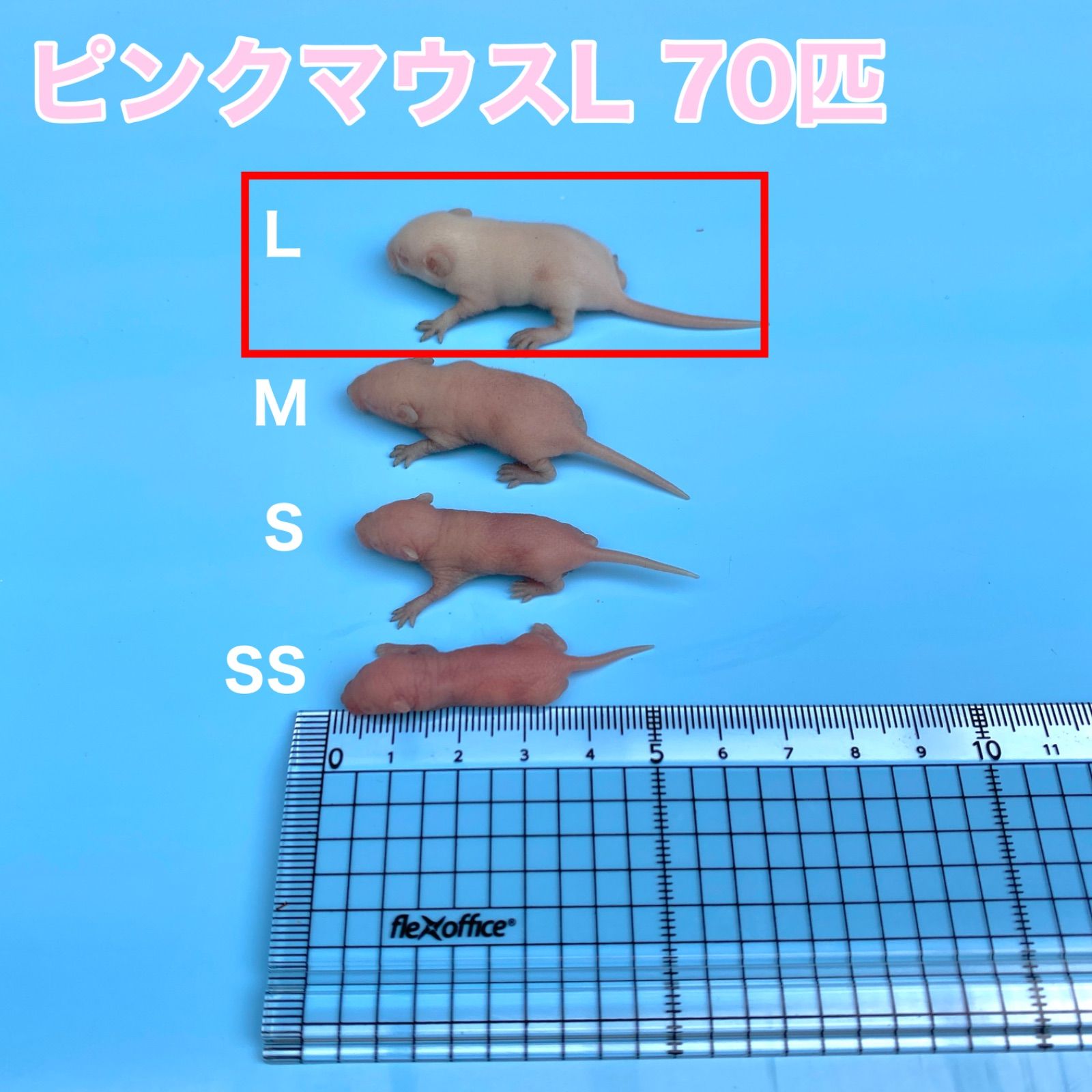国産冷凍マウス ピンクS 20匹(地域限定送料無料) - 爬虫類
