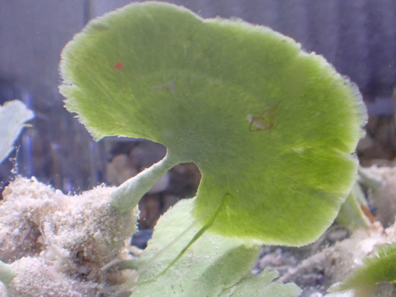 海藻 ハゴロモ 1株 海草 海水魚 サンゴ リフジウム