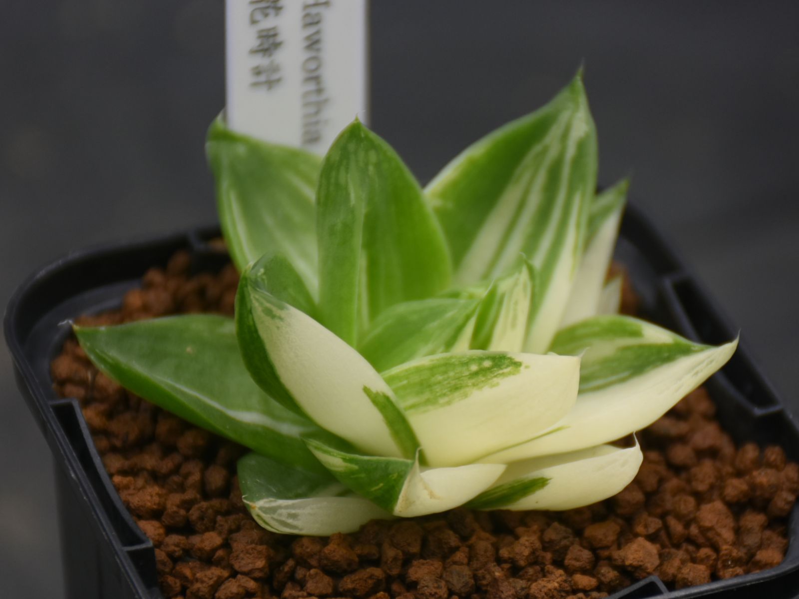 BP』ハオルチア 花時計 - メルカリ