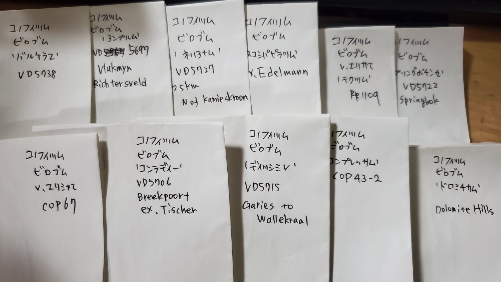 コノフィツム ビロブム系 種子32種類 10粒ずつセット YUZUMIYA_COM