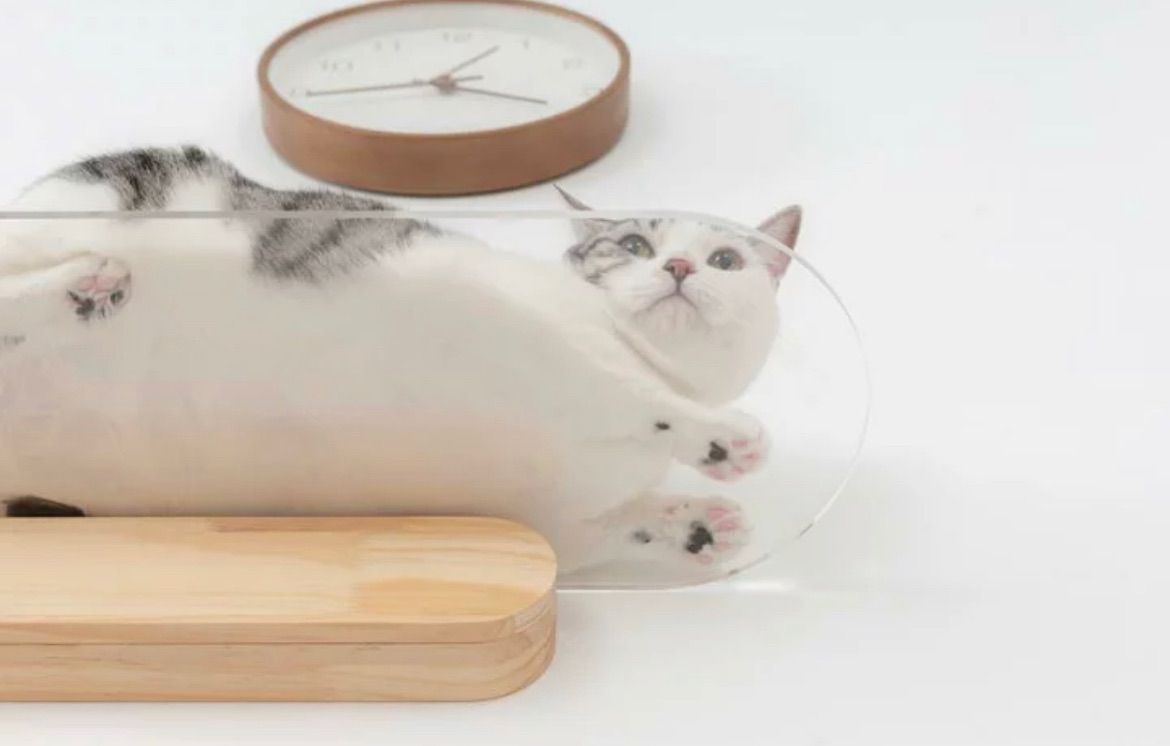 MYZOO マイズー OBLONG オブロング キャットステップ クリア 壁面アート ねこステップ 猫家具 壁取り付け おしゃれ コンパクト デザイン ペットグッズ ペット用品 猫用品 ネコグッズ 全猫種 全年齢対応 インテリア 90cm WWW_GEBZETESISAT_COM_TR
