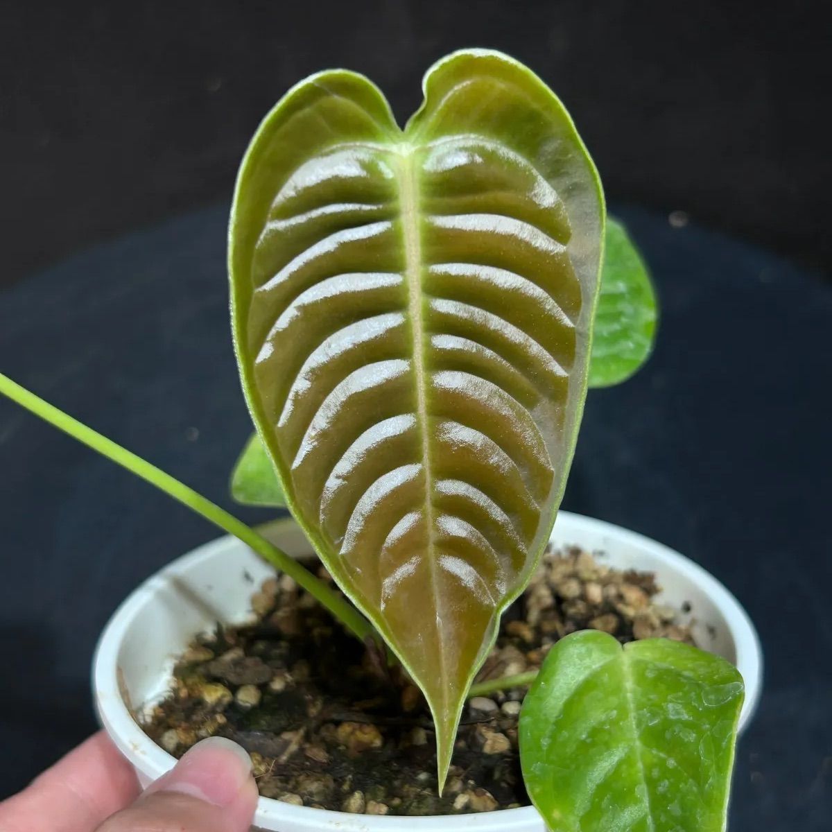 実生苗」アンスリューム ベイチー 'ナローリーフ'ANTHURIUM VEITCHII `NARROW LEAF` - メルカリ