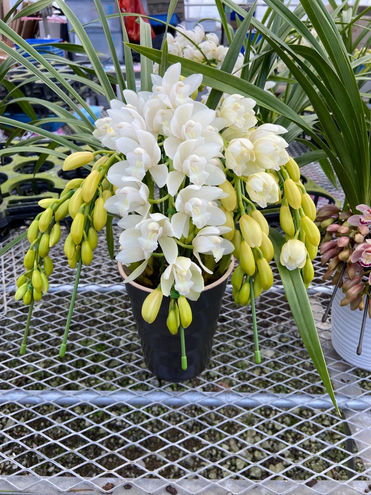 Nico様専用 シンビジューム2鉢セット 小売 楽天市場】洋ランの苗