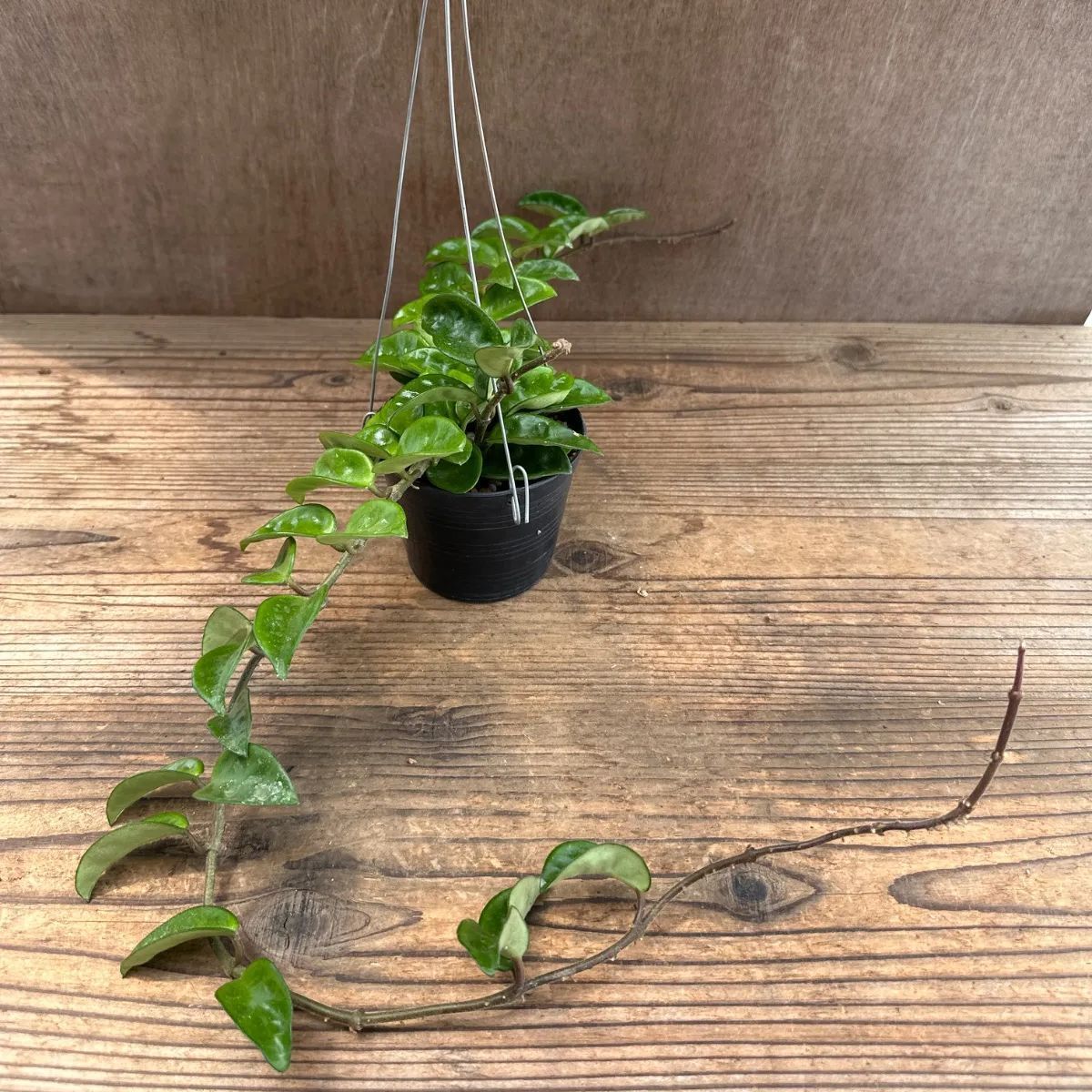 サンプル】ホヤ カルノーサ クリンクル エイト Hoya carnosa