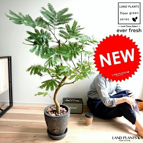 エバーフレッシュ 黒色 エッグ ラウンド 陶器鉢 鉢植え 鉢 苗 苗木 大型 観葉植物 egg陶器 黒 ブラック 丸 ラ