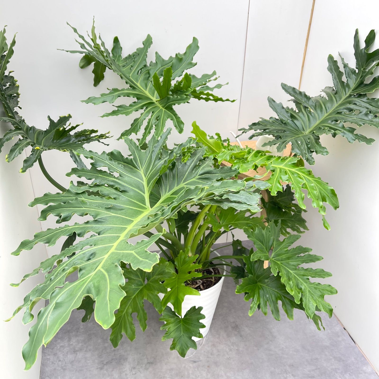 フィロデンドロン セローム 根上がり 8 現品 観葉植物 室内 特大 10号