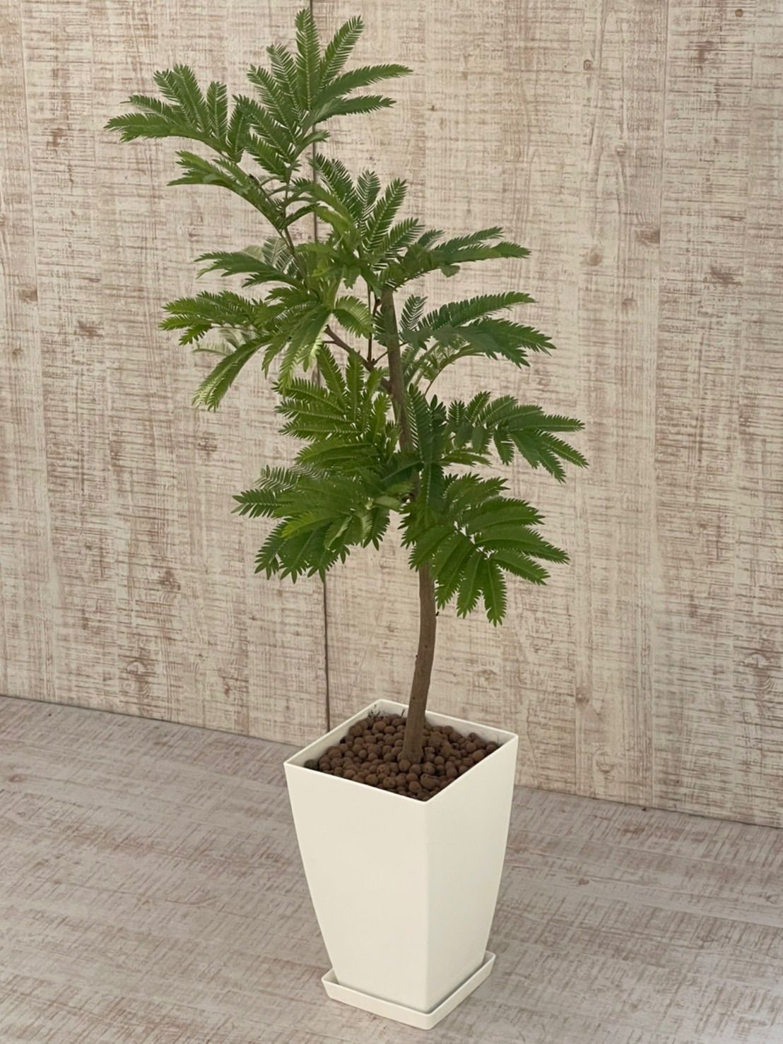 売れ筋介護用品も 新品 未使用 観葉植物 エバーフレッシュ アカサヤネムノキ 植物 観葉植物 Vesica Mk Vesica Mk