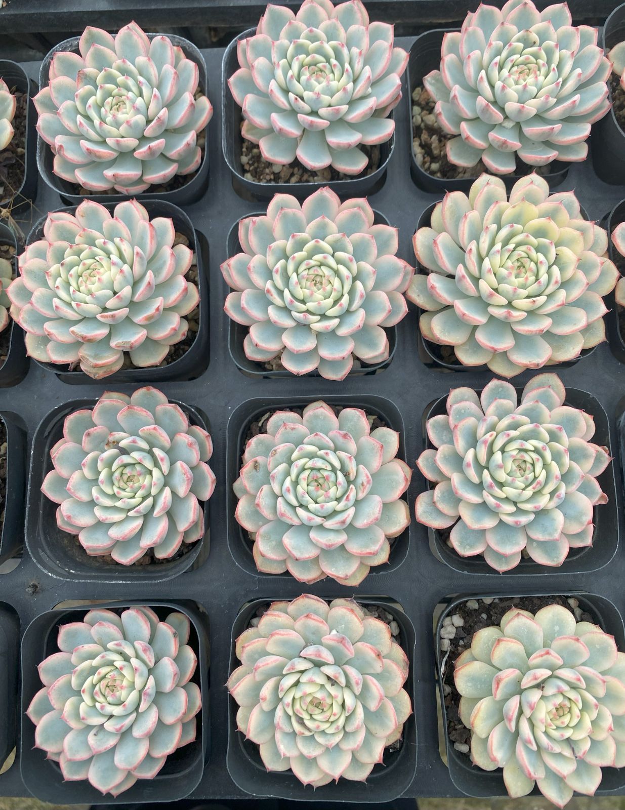 セル苗105個セット✨多肉植物　エケベリア　詰め合わせ　寄せ植えに!! ⑮セル苗105個セット✨多肉植物 エケベリア 詰め合わせ 寄せ植え