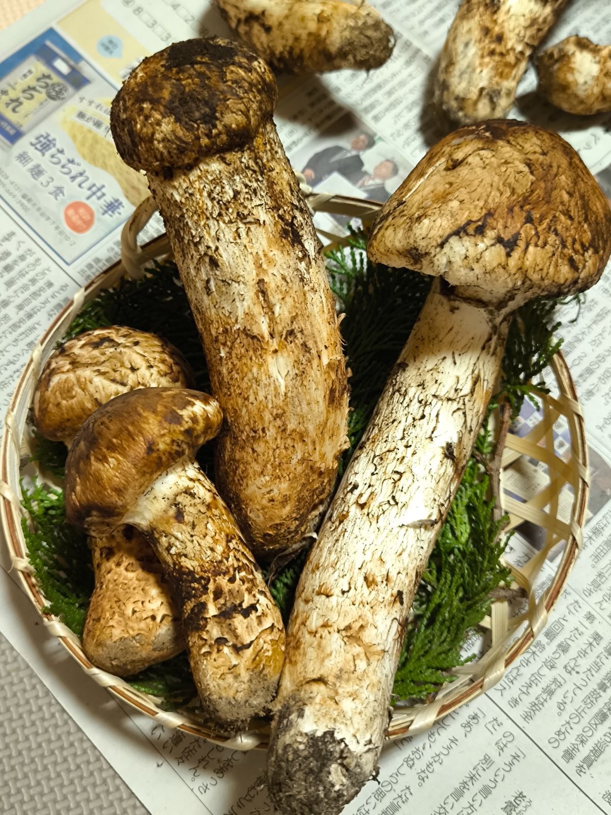 岩手県産松茸470g 【公式通販】 岩手県産松茸470g 【公式通販】