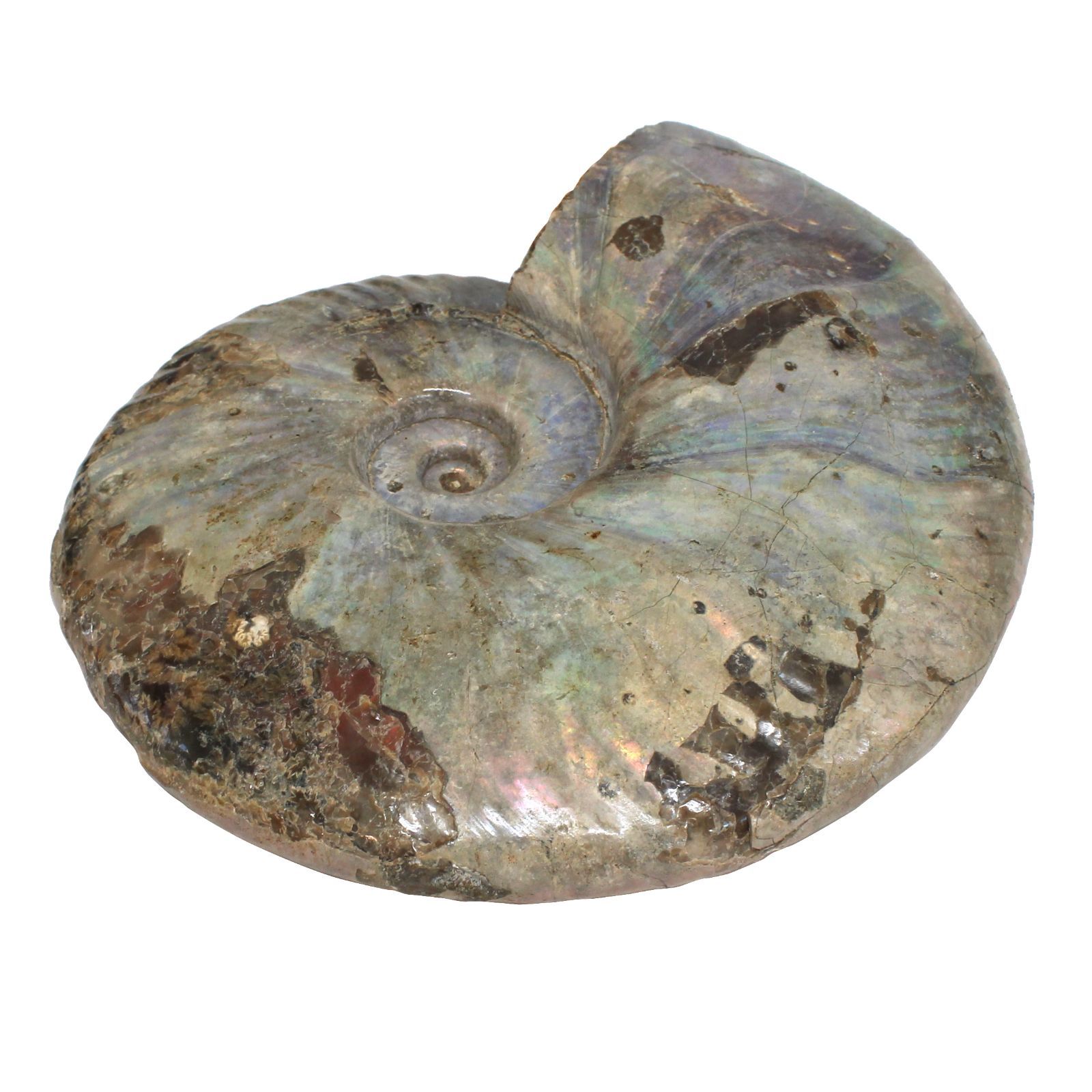 アンモライト化石 天然石 虹色 マダガスカル産 石標本 超大型