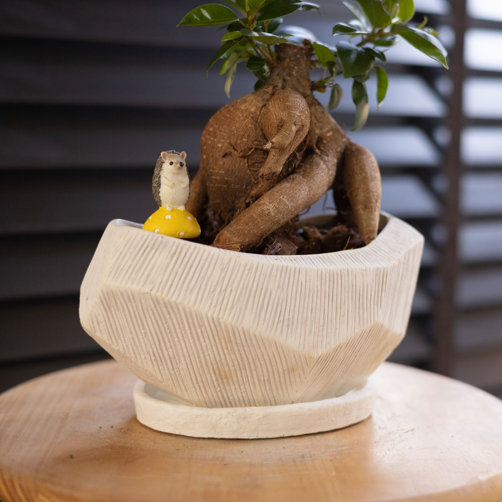 観葉植物 パンダガジュマル 陶器鉢植え 多幸の木