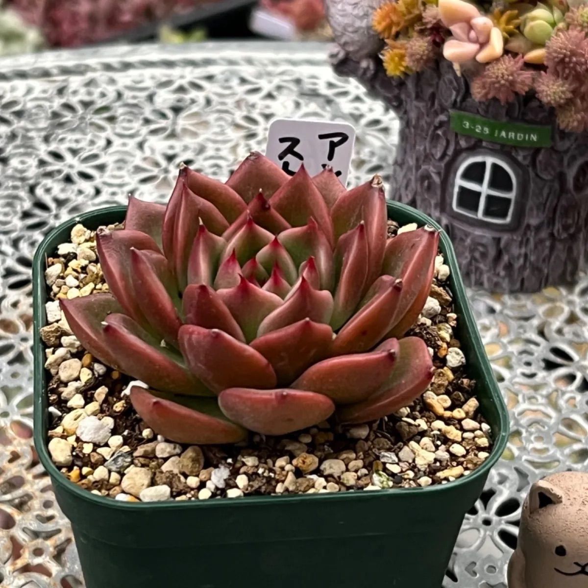多肉植物　アンストーン 多肉植物 アンストーン - メルカリ