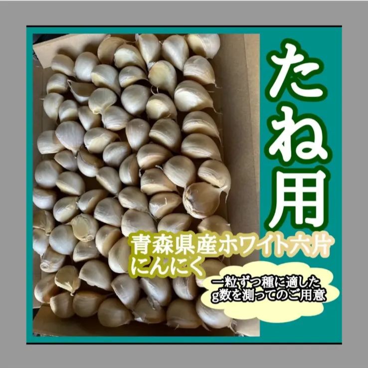 青森県産ホワイト6片消毒済み種子30キロ 青森県産ホワイト6片消毒済み種子30キロ 青森県産ホワイト6片消毒済み
