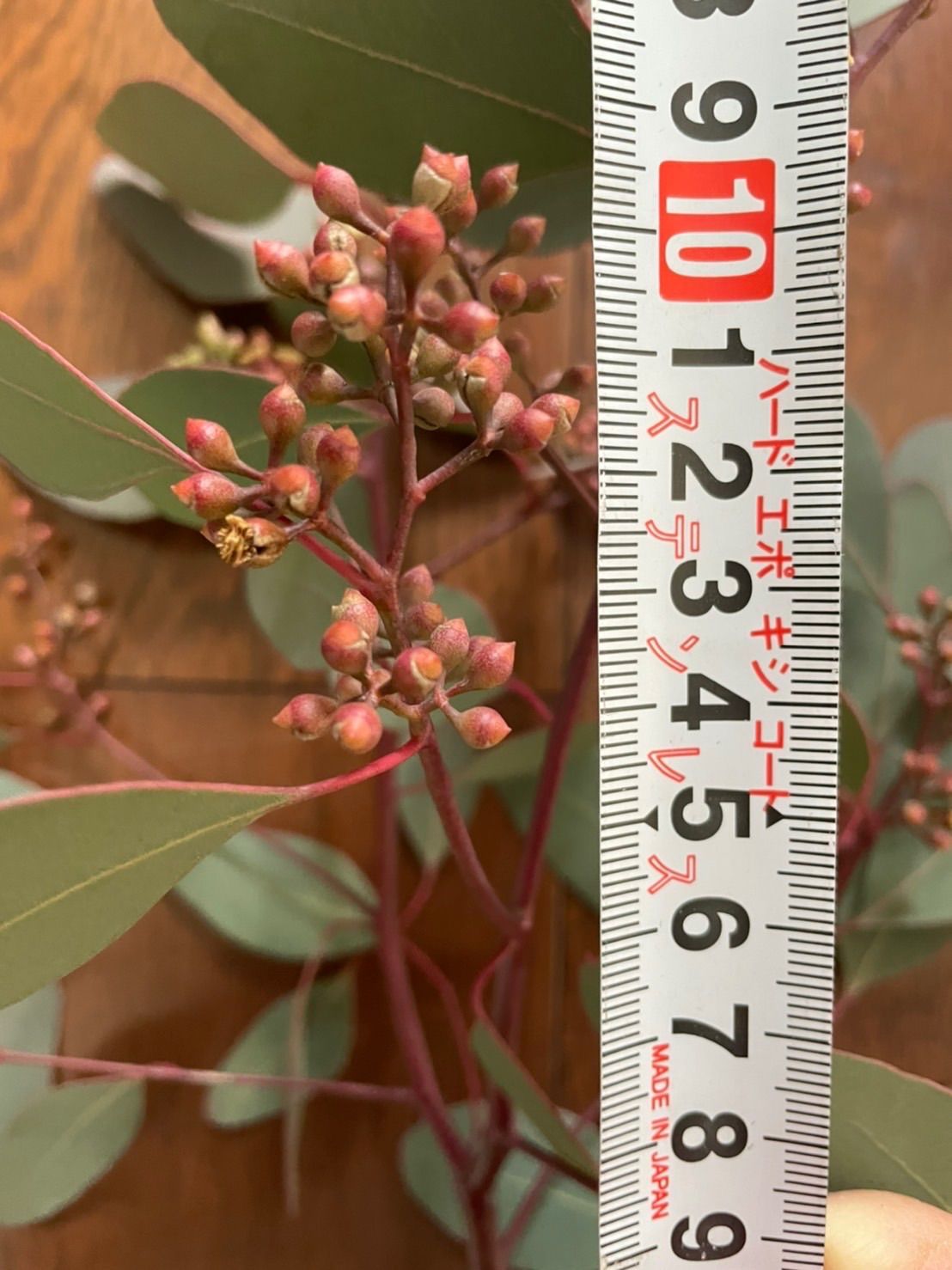 ユーカリ ポポラス 実つき 10本 - メルカリ